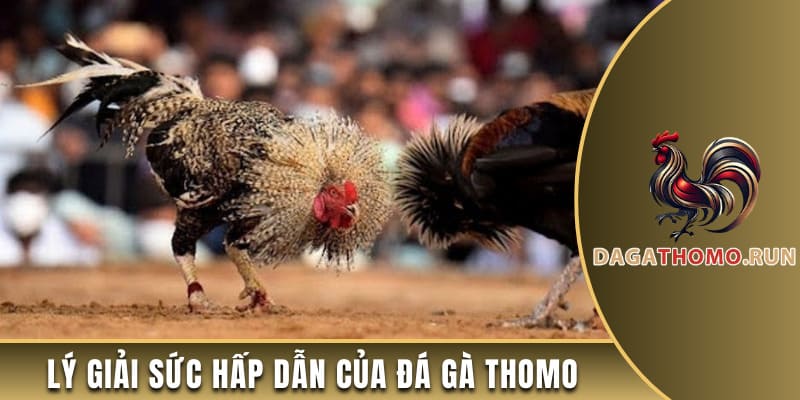 Lý giải sức hấp dẫn của đá gà thomo SV388