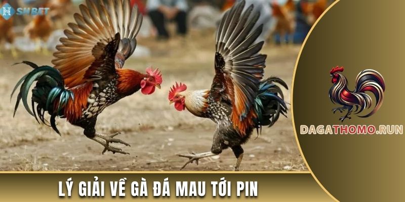 Lý giải về gà đá mau tới pin