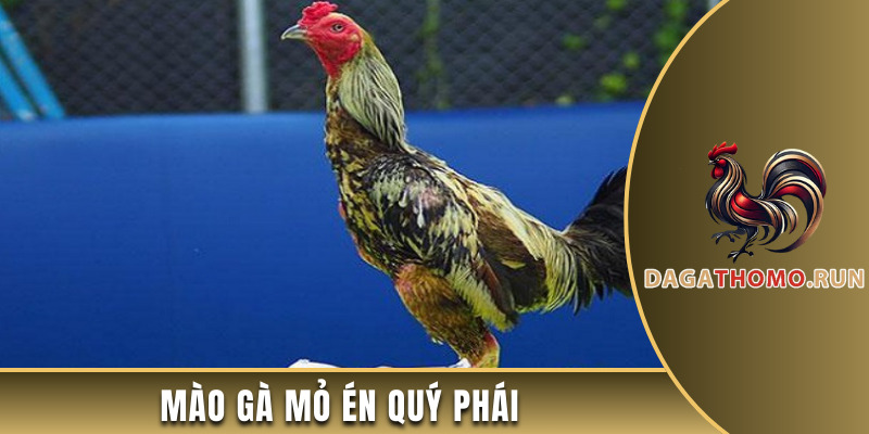 Mào gà mỏ én có hình dáng đặc biệt quý phái