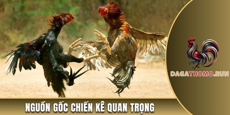 Nguồn gốc chiến kê vô cùng quan trọng