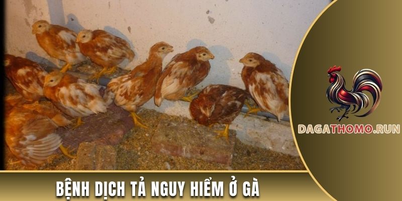 Nguyên nhân và dấu hiệu nhận biết bệnh dịch tả