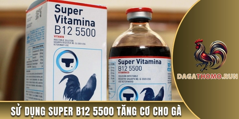 Sử dụng Super B12 5500 tăng cơ cho gà