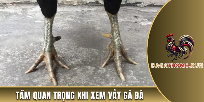 Tầm quan trọng của việc xem vảy chiến kê