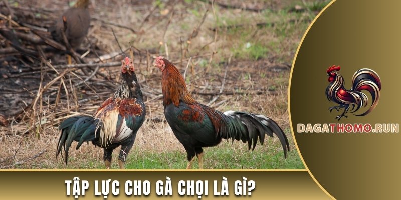 Tập lực cho gà chọi là gì?