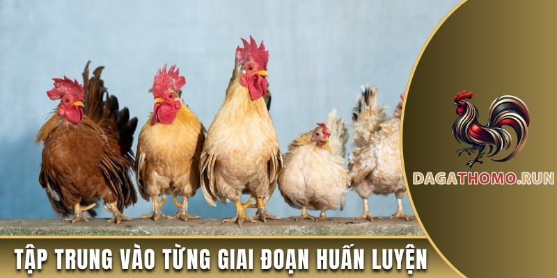 Tập trung vào từng giai đoạn huấn luyện