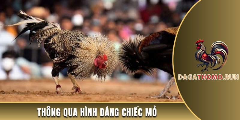 Thông qua hình dáng chiếc mỏ