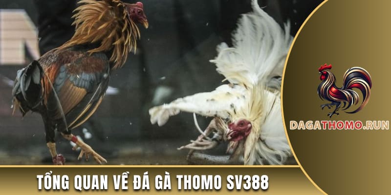 Tổng quan về đá gà thomo SV388