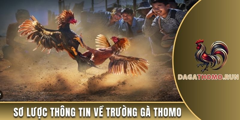 Vài nét cơ bản về các trường gà Thomo tại Campuchia