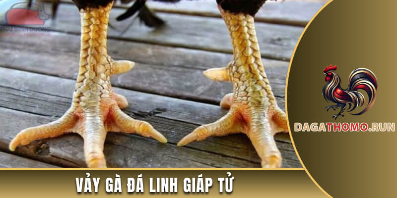 Vảy gà đá linh giáp tử