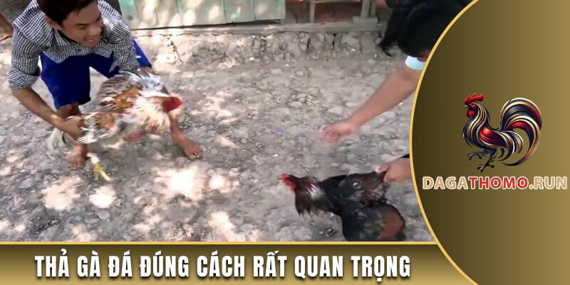 Việc thả chiến kê đúng cách rất quan trọng